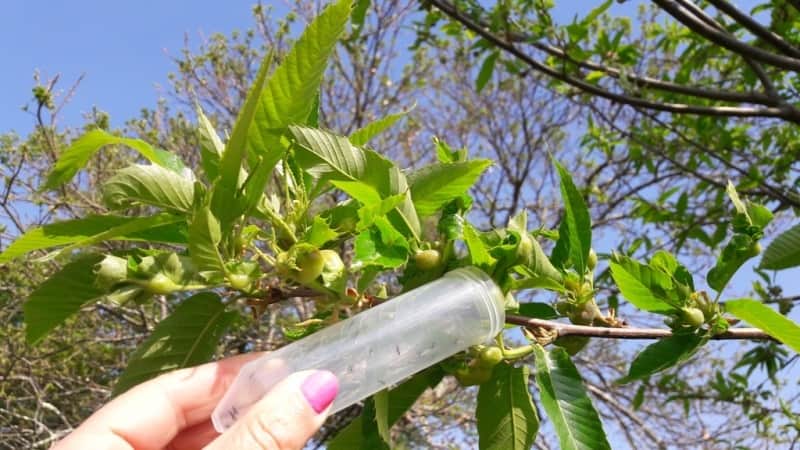 castanheiro